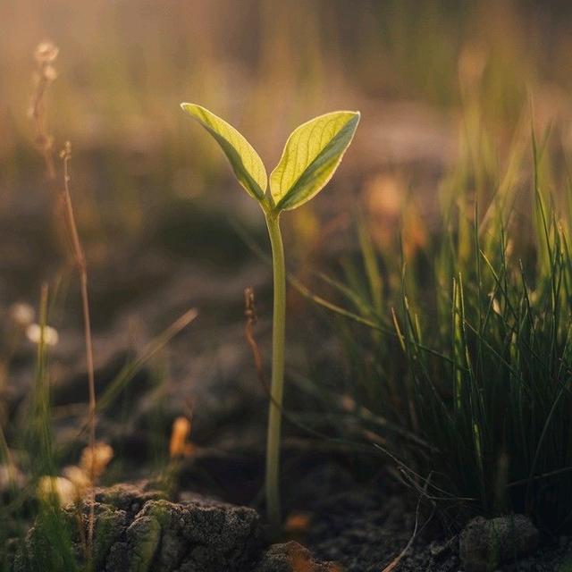 Birth Package #2 —The Seed (TIER 2)