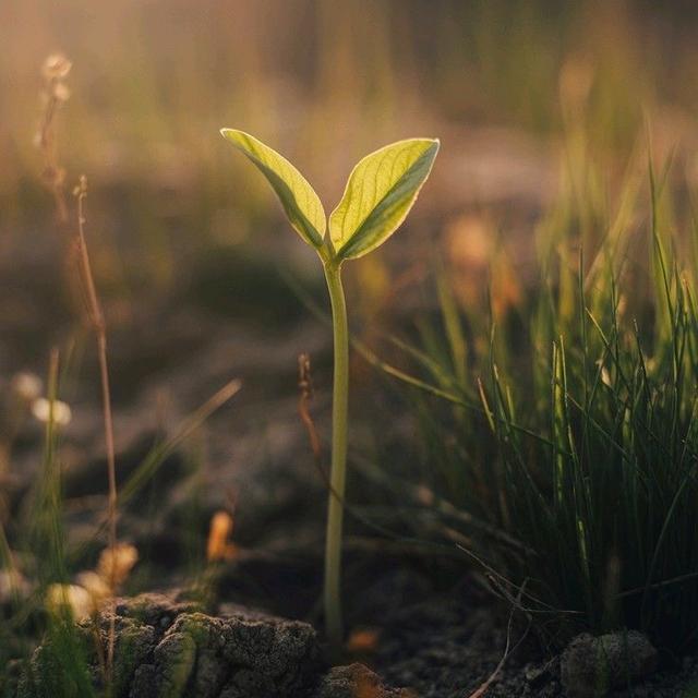 Birth Package #2-The Seed(TIER 3&4)