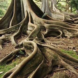 Birth Package #1 —The Root (TIER 1)